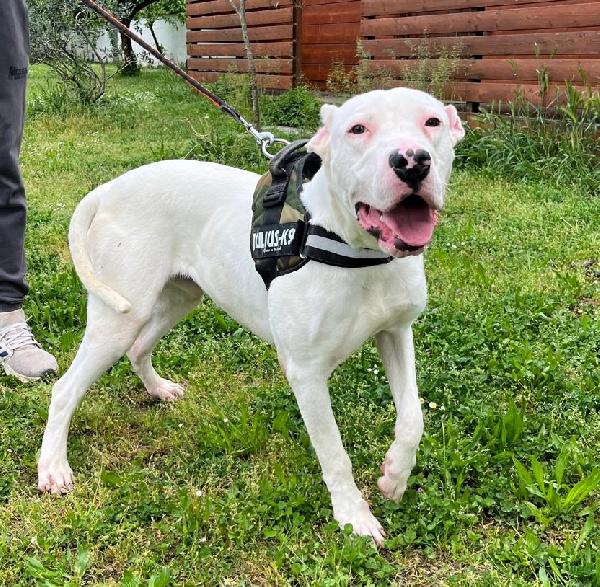 Albino Dogo Argentino